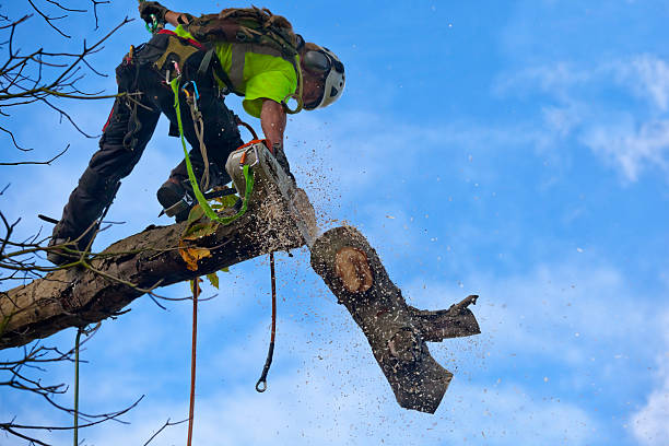 How Our Tree Care Process Works  in  Lido Beach, NY